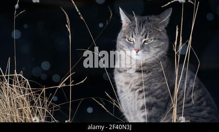 Hauskatze im Schnee mit negativem Raum Stockfoto