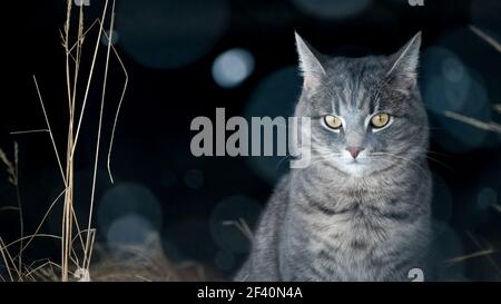Hauskatze im Schnee mit negativem Raum Stockfoto
