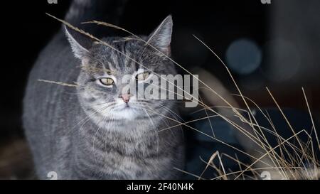 Hauskatze im Schnee mit negativem Raum Stockfoto