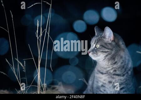 Hauskatze im Schnee mit negativem Raum Stockfoto