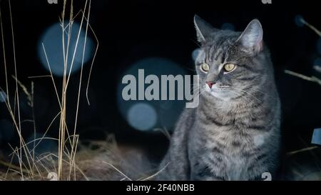 Hauskatze im Schnee mit negativem Raum Stockfoto