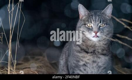 Hauskatze im Schnee mit negativem Raum Stockfoto