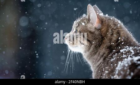 Hauskatze im Schnee mit negativem Raum Stockfoto