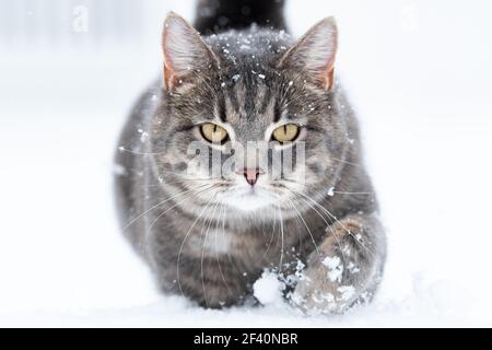 Hauskatze im Schnee mit negativem Raum Stockfoto