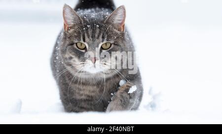 Hauskatze im Schnee mit negativem Raum Stockfoto