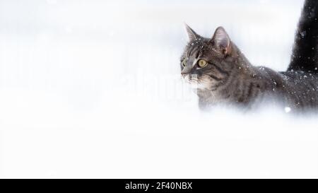 Hauskatze im Schnee mit negativem Raum Stockfoto