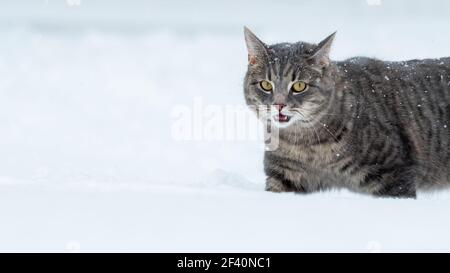 Hauskatze im Schnee mit negativem Raum Stockfoto