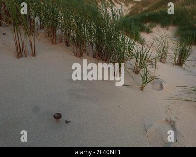 Kleine Pilze mit Gras in Sanddünen am Strand in irland Stockfoto