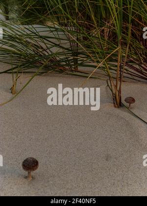 Kleine Pilze mit Gras in Sanddünen am Strand in irland Stockfoto