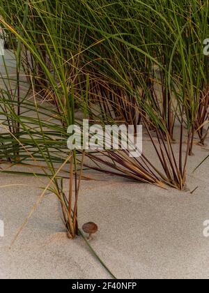 Kleine Pilze mit Gras in Sanddünen am Strand in irland Stockfoto