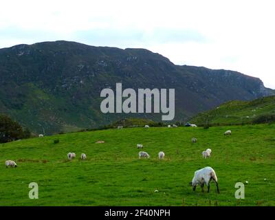 Schafe auf grünem Gras in irland Stockfoto