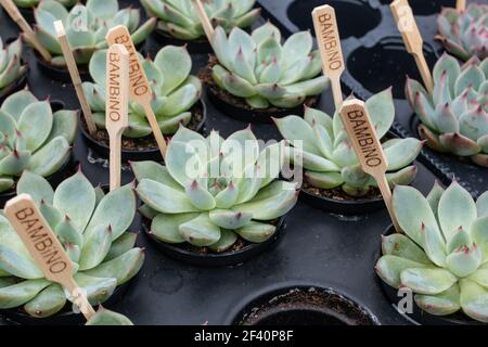 Ein schwarzes Tablett mit bambino Sukkulenten mit kleinen Holzmarkern, die die Sorte in einem Gewächshaus in London Ontario Canada anzeigen, Frühjahr 2021. Stockfoto