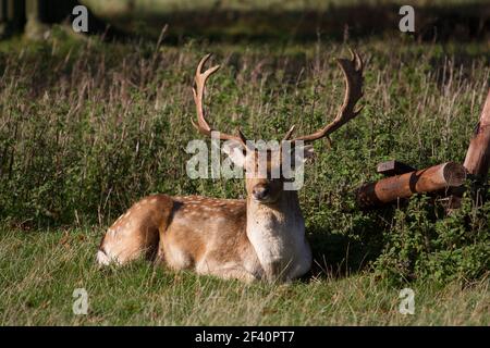 HIRSCH - MÄNNLICHE DAMHIRSCHE, DIE IN EINER PARKLANDSCHAFT RUHEN Stockfoto