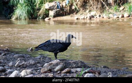 Ein schwarzer Geier Vogel sitzt an einem Fluss in einem Wald während des Tages gefangen Stockfoto