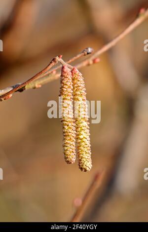 Haselkatzen, Corylus avellana im Frühling, England, Großbritannien. Stockfoto