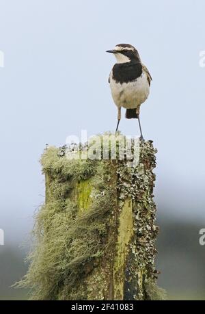 Capped Wheatear (Oenanthe pileata livingstonii) Erwachsener auf Zaunpfosten Kenia Oktober Stockfoto