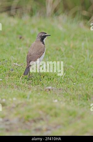 Capped Wheatear (Oenanthe pileata livingstonii) Erwachsener auf der Hochlandweide Kenia Oktober Stockfoto