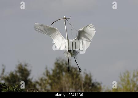 Großer Weißer Reiher - mit Stöcken zurück zum Nest (Casmerodius albus) Venice Rookery, florida, USA BI000237 Stockfoto