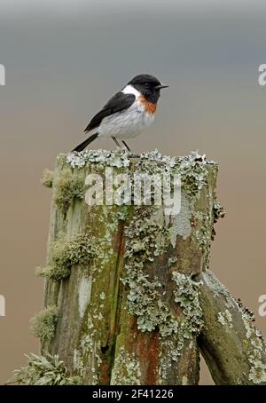 Stonechat (Saxicola torquata axillaris) Erwachsener Mann, der auf einem alten Zaunpfosten in Kenia steht Oktober Stockfoto