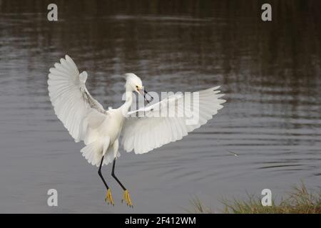 Schneegreiher 'dip Fütterung' (Egretta thula) Merrit Island, florida, USA BI000411 Stockfoto