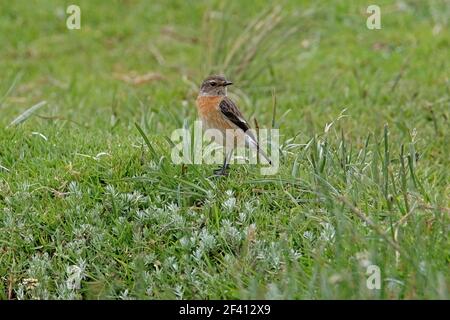 Stonechat (Saxicola torquata axillaris) Erwachsene Weibchen stehen in einem feuchten Feld Kenia Oktober Stockfoto