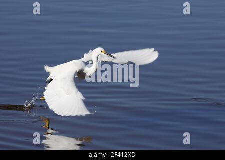 Snowy Reiher "Tauchen Fütterung" (Egretta unaufger) Ding Darling NWR, Florida, USA BI000429 Stockfoto