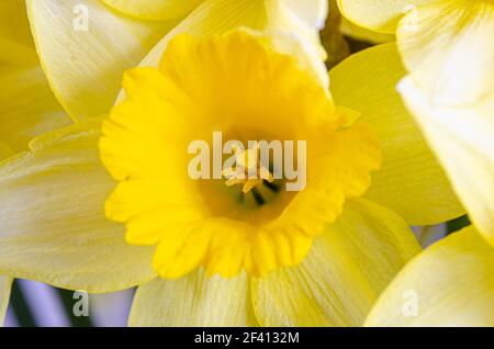 Nahaufnahme der leuchtend gelben Narzissenblüten. Stockfoto