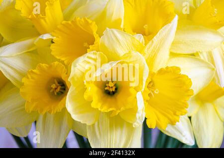 Nahaufnahme der leuchtend gelben Narzissenblüten. Stockfoto