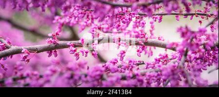 Im Frühling blühen auf einem Dogwood-Baum rosa Blüten Stockfoto