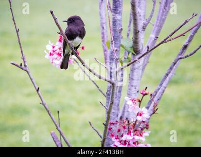 Der Frühling bringt frische Kirschblüten und Insekten für einen Black Phoebe Bird zum Füttern. Stockfoto