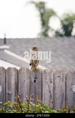 Ein Coopers Hawk sitzt nach der Fütterung auf einem Holzzaun. Kleine Mengen Blut bleiben auf den Krallen. Stockfoto