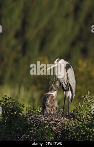 Great Blue Heron mit Küken (Ardea Herodias) Venedig Rookery, Florida, USA BI000582 Stockfoto