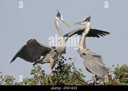 Great Blue Heron paar auf Nest vor Ort (Ardea Herodias) Venedig Rookery, Florida, USA BI000639 Stockfoto