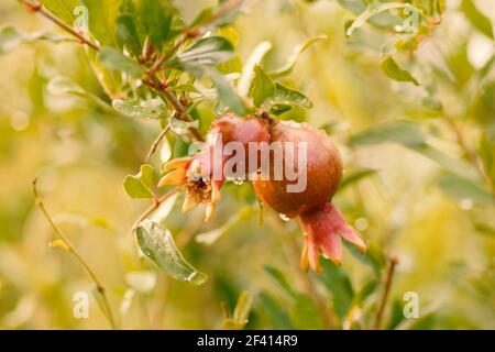 Zwei Granatäpfel, die im Obstgarten am Ast hängen. Zwei Granatäpfel auf Ast Stockfoto
