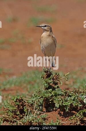 Isabelline Wheatear (Oenanthe isabellina) Erwachsener auf niedriger Vegetation Kenia thront November Stockfoto