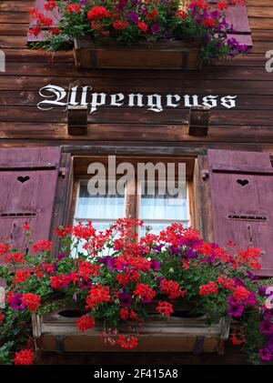 Schweiz Wengen, geranien in einem Fensterbrett eines traditionellen Schweizer Chalet-Hauses Stockfoto