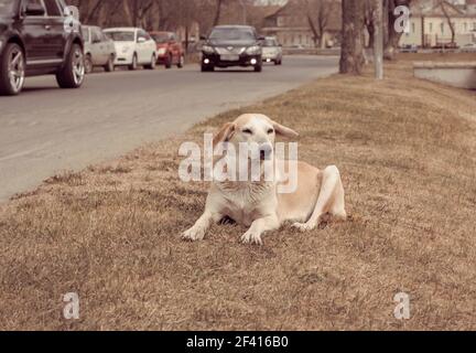 Streunender Hund, Der Vor Sich Bewegenden Autos Auf Der Fahrbahn Steht. Bild In Retro-Braun Oder Sepia-Ton. Streunender Hund, Der Auf Dem Straßenrand Vor Der Moving Cars Vintage Color Ruht Stockfoto