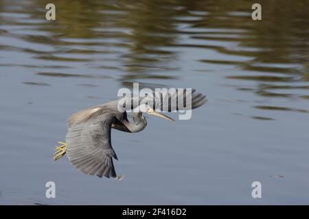 Dreifarbigen Heron "Tauchen Fütterung" (Egretta Tricolor) Ding Darling NWR, Florida, USA BI000742 Stockfoto