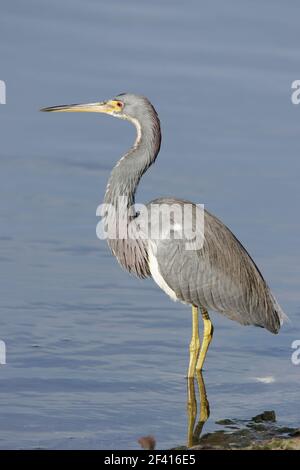 Dreifarbigen Heron (Egretta Tricolor) Ding Darling NWR, Florida, USA BI000776 Stockfoto