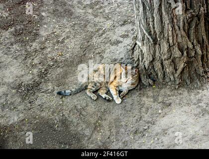 Cute Calico Katze auf dem Boden von oben gesehen, viel Platz für Text. Cute Calico Katze ruht auf dem Boden aus der Sicht von oben Stockfoto