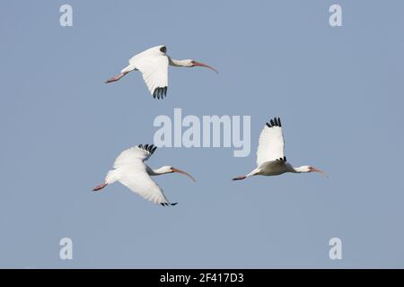 Weißer Ibis im Flug (Eudocimus Albus) Venedig Rookery, Florida, USA BI000865 Stockfoto