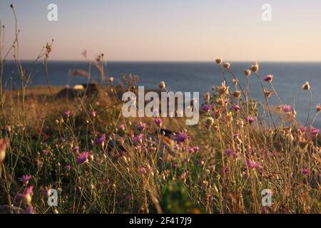 Horizont Linie und Küste mit gefärbtem Gras und kleinen wilden Blumen Meer der Asowschen Küste Krim-Halbinsel. Horizont Linie und Küste mit gefärbtem Gras Stockfoto