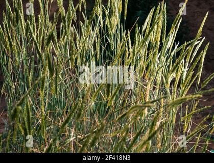 Gras mit Spiklets hinterleuchtet. Gras mit Stacheln Stockfoto