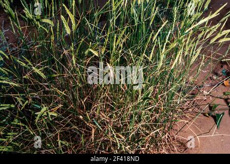 Rasen in der Wüste Stockfoto