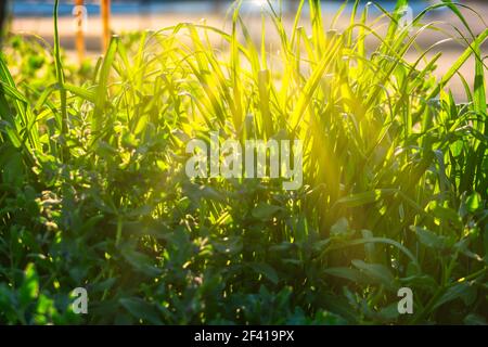 Lange Blätter von grünem Gras von der Sonne hinterleuchtet. Lange Blätter von grünem Gras von der Sonne hinterleuchtet Stockfoto