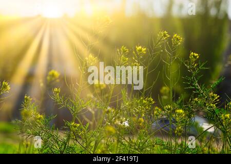 Blühende Wildblumen an sonnigen Tagen im Licht der gelben Sonne. Blühende Wildblumen an sonnigen Tagen im Licht der Sonne Stockfoto