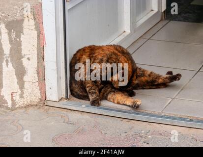 Alte dreifarbige Katzenpflege in der Nähe der Tür. Alte dreifarbige Katzenpflege Stockfoto