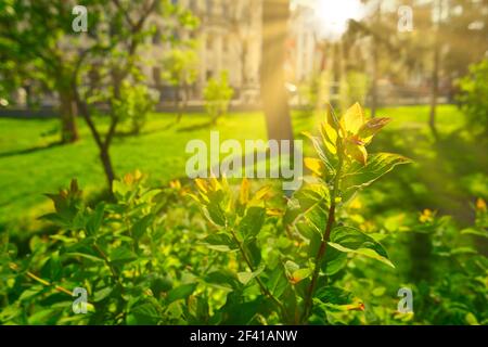 Sonniger Park im warmen Frühlingstag. Sonneneruptionen über frischen grünen Ästen am Strauch. Sonniger Park im warmen Frühlingstag. Stockfoto
