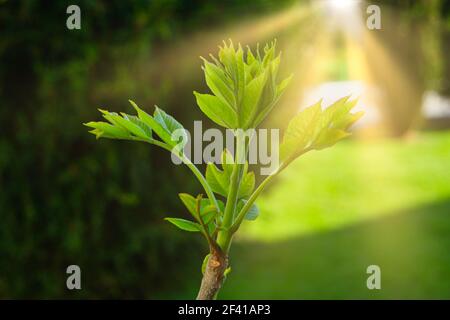 Grüne Sprossen auf den Ast Tops im April, frische freie Blätter durch Sonnenlicht hinterleuchtet. Grüne Sprossen auf den Ast Tops im April Stockfoto