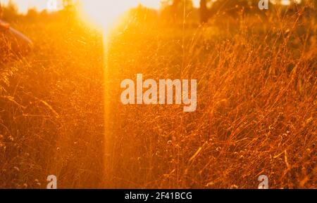 Viel trockenes Gras wird beim Herbstuntergang durch warmes Sonnenlicht beleuchtet, viel Platz für einen Copyspace. Viel trockenes Gras wird bei Sonnenuntergang durch warmes Sonnenlicht beleuchtet Stockfoto